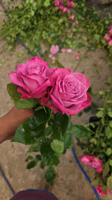 SoluSil® GROW - mMSA Plant & Soil Amendment 1 Gallon / 4 Liter (2 Pack 2G/8L) 20 Acres / 8 Ha