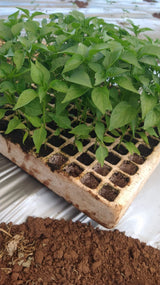 SoluSil® SEED- mMSA Seed Soak Prep 1 Gallon / 4 Liter (2 Pack 2G/8L)