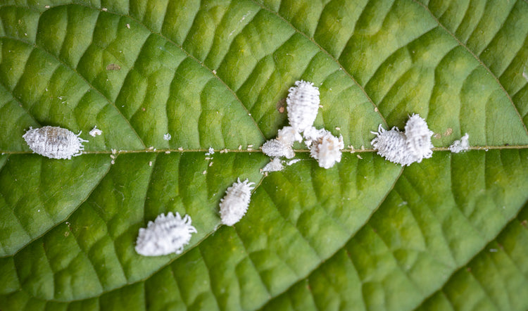 Strengthens & Protects