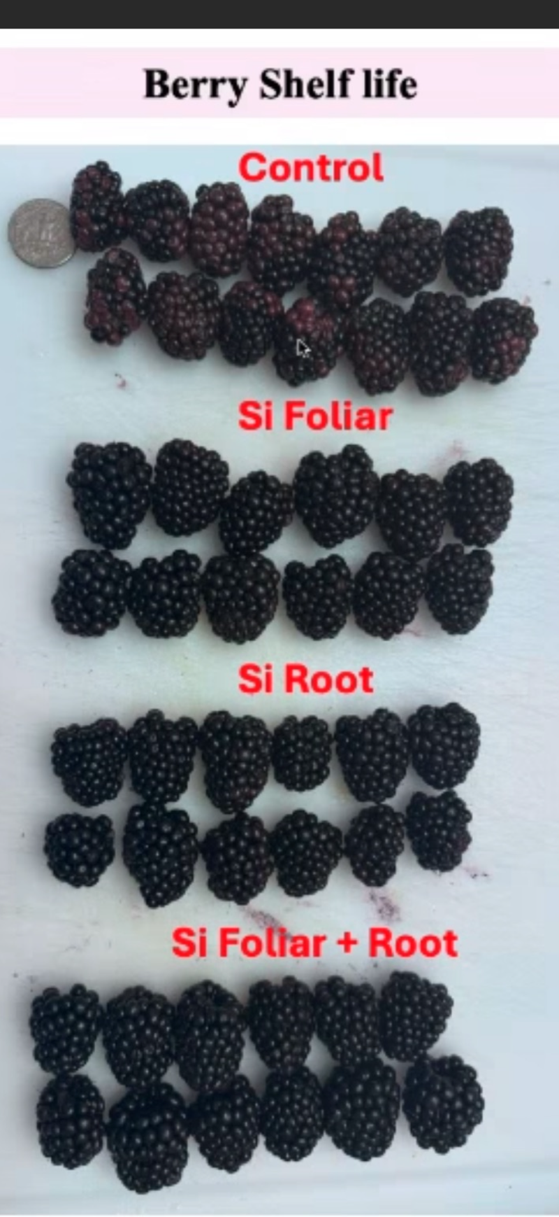 Blackberries