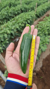 SoluSil® FINISH - mMSA Late Season Foliar Enhancer 1 Gallon / 4 Liter (2 Pack 2G/8L) 20 Acre/ 8 Ha