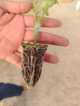 SoluSil® SEED- mMSA Seed Soak Prep 1 Gallon / 4 Liter (2 Pack 2G/8L)