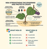 SoluSil® FINISH - mMSA Late Season Foliar Enhancer 1 Gallon / 4 Liter (2 Pack 2G/8L) 20 Acre/ 8 Ha